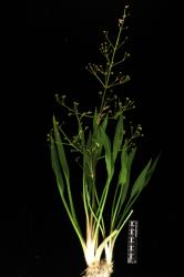 Alisma lanceolatum. Whole plant.
 Image: K.A. Ford © Landcare Research 2020 CC BY 4.0